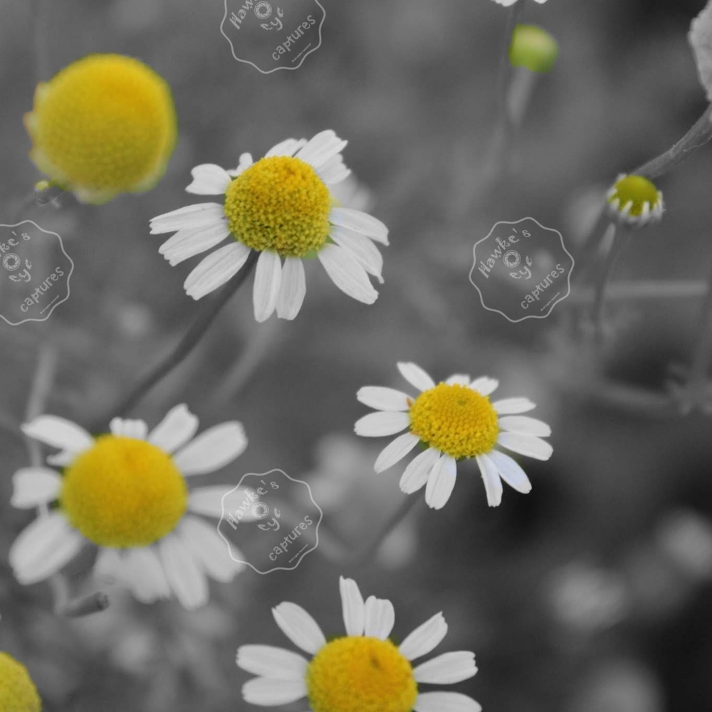 Chamomile print #2